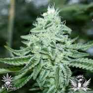 CannaVenture Seeds Triple Nova